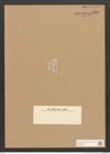Diatomeae indet. Zeichnungen Sammlung Grunow Nr. 3290 (NHMW-BOT-W0370776)